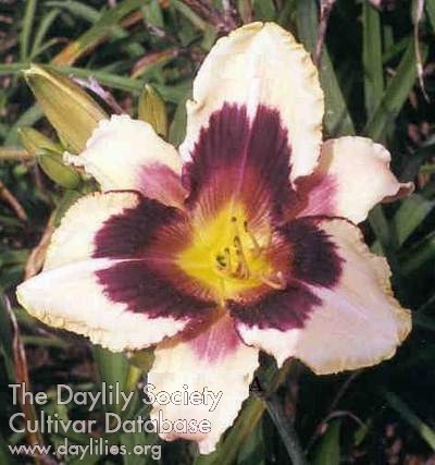 Daylily Moonlit Masquerade